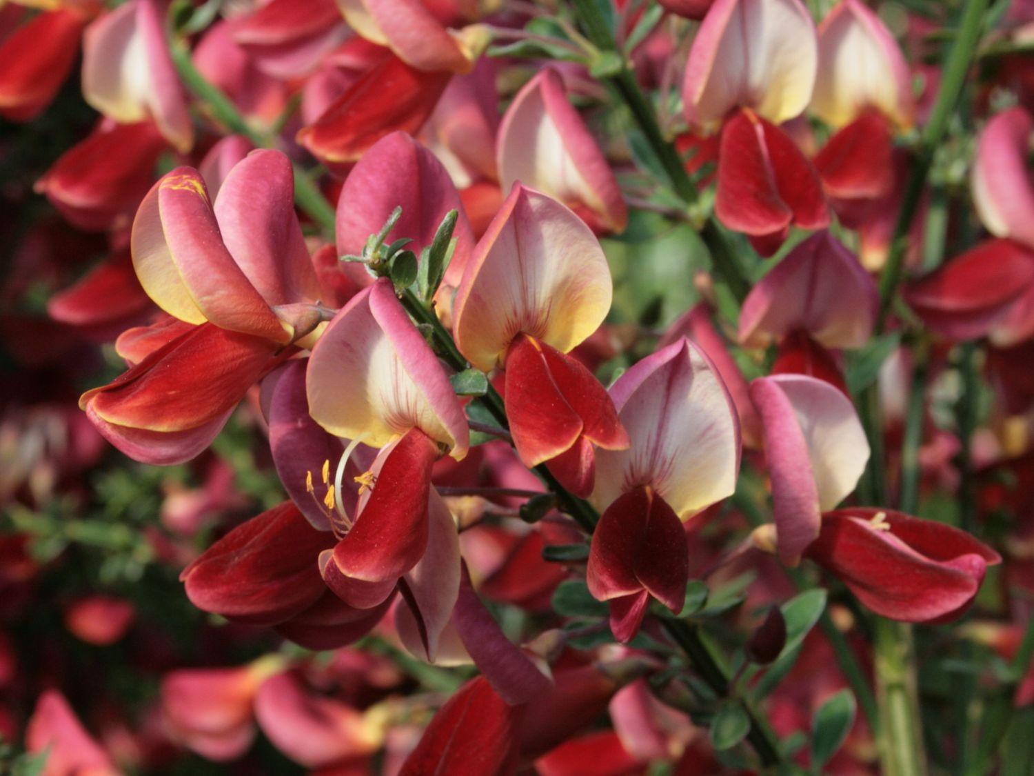 Cytisus scoparius 'Roter Favorit'